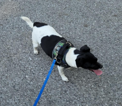Reunited Male Dog last seen futures learning center, Independence, MO 64052