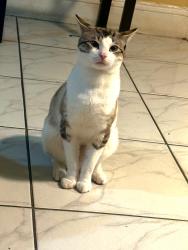 Lost Male Cat last seen Near nw 33rd st miami fl 33142, Miami, FL 33142
