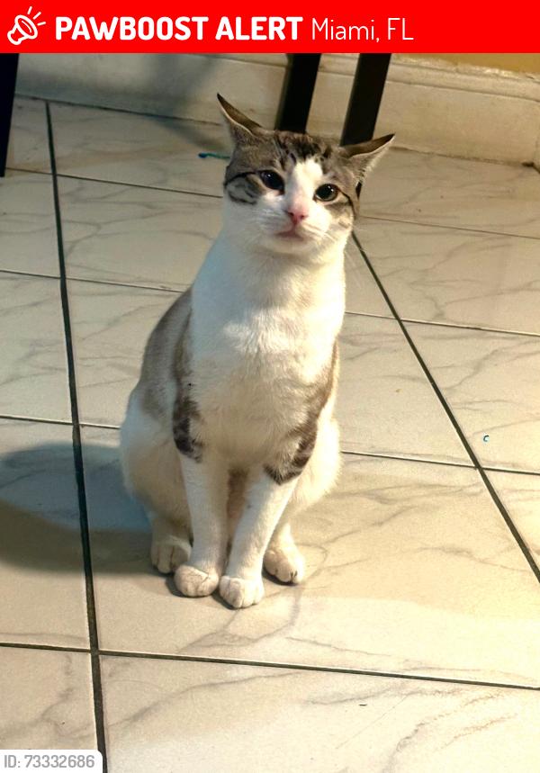 Lost Male Cat last seen Near nw 33rd st miami fl 33142, Miami, FL 33142