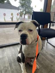 Found/Stray Male Dog last seen Chambers and Hampden Ave, Aurora, CO 80014