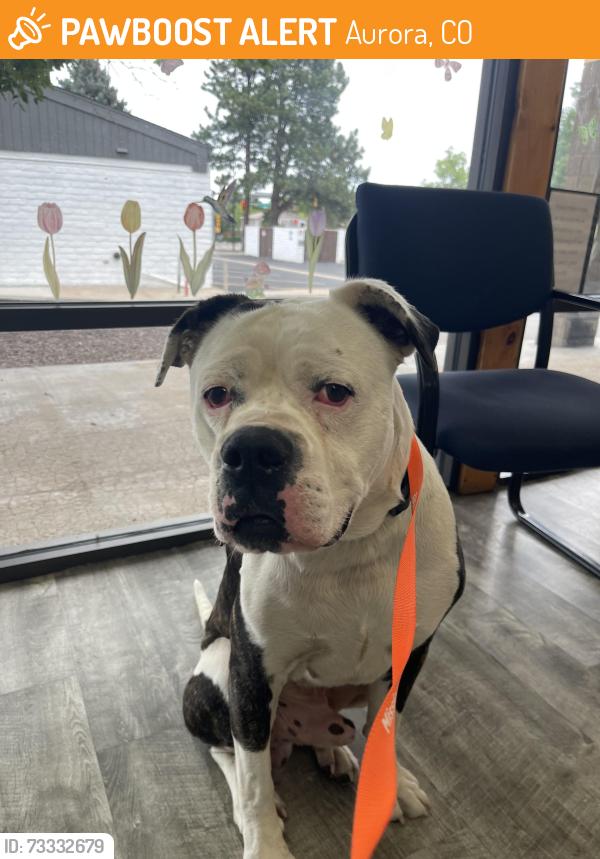 Found/Stray Male Dog last seen Chambers and Hampden Ave, Aurora, CO 80014