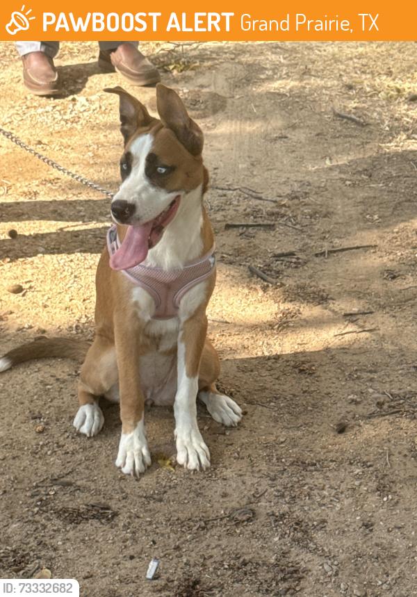 Found/Stray Female Dog last seen Gilbert rd by the park, Grand Prairie, TX 75050