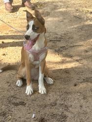 Found/Stray Female Dog last seen Gilbert rd by the park, Grand Prairie, TX 75050