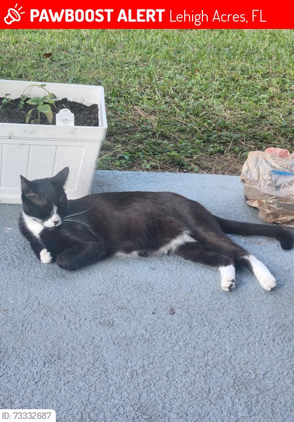 Lost Male Cat last seen Upstate Ave & Long Island, Lehigh Acres, FL 33974
