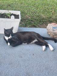 Lost Male Cat last seen Upstate Ave & Long Island, Lehigh Acres, FL 33974