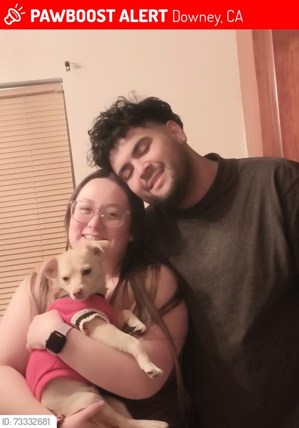 Lost Male Dog last seen Brookshire, Downey, CA 90242