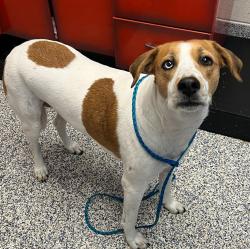 Shelter Stray Female Dog last seen W Maple Pl & S Devinney St, Golden, CO, 80401, 580 McIntyre St, Golden, CO 80401, USA