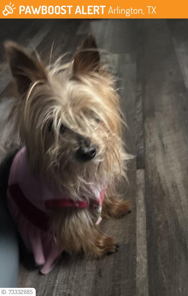 Found/Stray Female Dog last seen Mercer Park apmts, Arlington, TX 76010