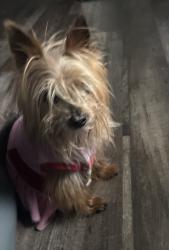 Found/Stray Female Dog last seen Mercer Park apmts, Arlington, TX 76010