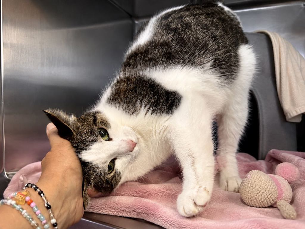 Shelter Stray Female Cat last seen Near E 169 Street, BRONX, NY, 10459, 326 E 110th St, New York, NY 10029, USA