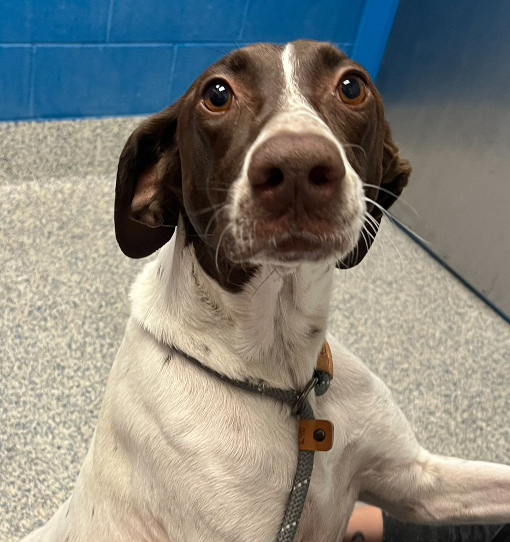 Shelter Stray Female Dog last seen 107th, Westminster, CO, 80021, 580 McIntyre St, Golden, CO 80401, USA
