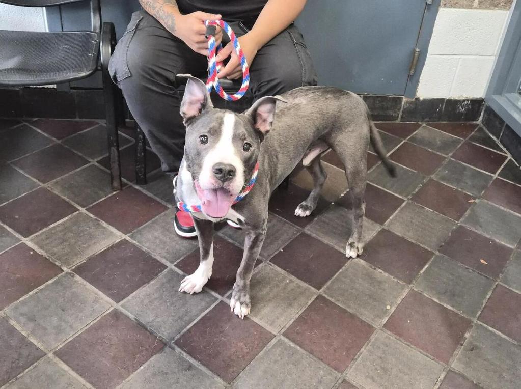 Shelter Stray Male Dog last seen Near Southern Boulevard, BRONX, NY, 10458, 326 E 110th St, New York, NY 10029, USA