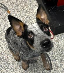 Shelter Stray Male Dog last seen Near Wadsworth Boulevard, Wheat Ridge, CO, 80033, 580 McIntyre St, Golden, CO 80401, USA