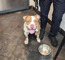 Shelter Stray Male Dog last seen Near Water Street, NEW YORK, NY, 10002, 326 E 110th St, New York, NY 10029, USA