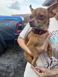 Reunited Male Dog last seen Presidente market, Fort Lauderdale, FL 33312