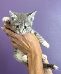 Shelter Stray Female Cat last seen Near S Navajo Street, SALT LAKE CITY, UT, 84104, 511 W 3900 S, Salt Lake City, UT 84123, USA