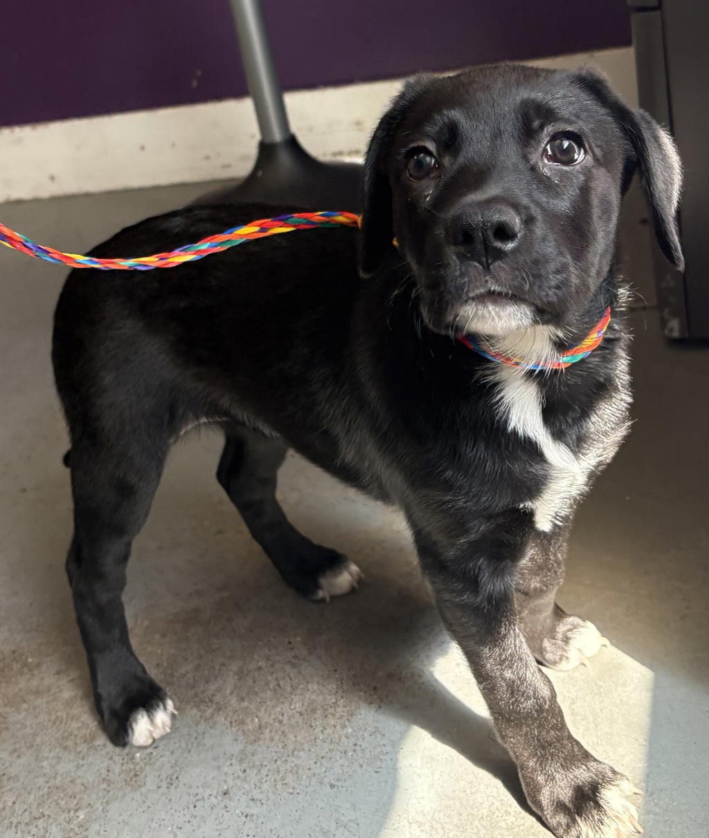 Shelter Stray Female Dog last seen Near S 1200 W, SALT LAKE CITY, UT, 84104, 511 W 3900 S, Salt Lake City, UT 84123, USA
