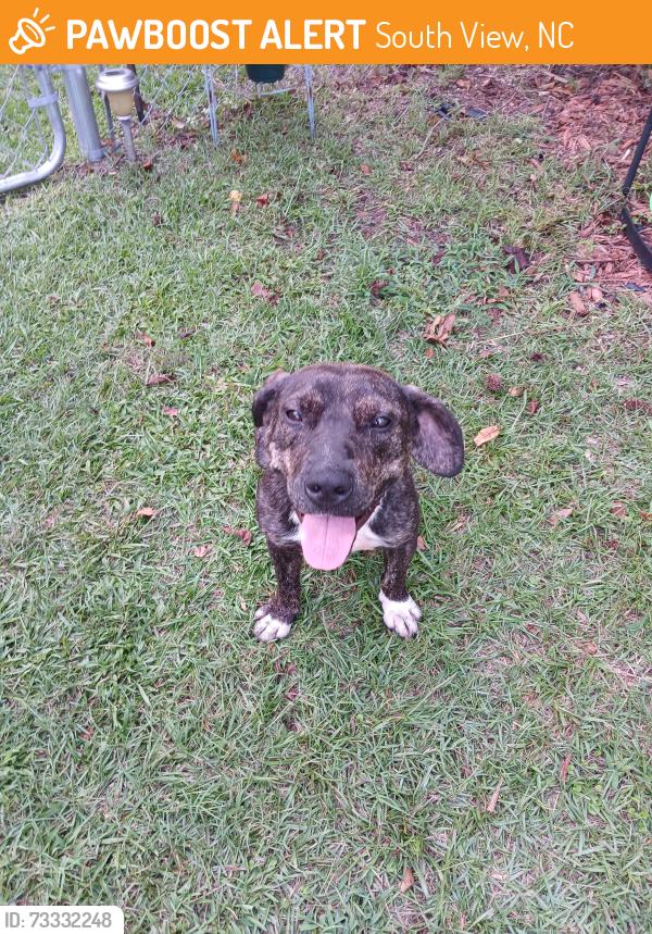 Found/Stray Male Dog last seen Brisson Road, South View, NC 28371