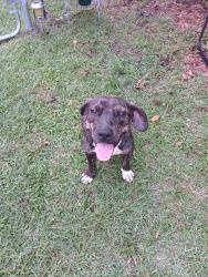 Found/Stray Male Dog last seen Brisson Road, South View, NC 28371
