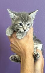 Shelter Stray Male Cat last seen Near S Navajo Street, SALT LAKE CITY, UT, 84104, 511 W 3900 S, Salt Lake City, UT 84123, USA