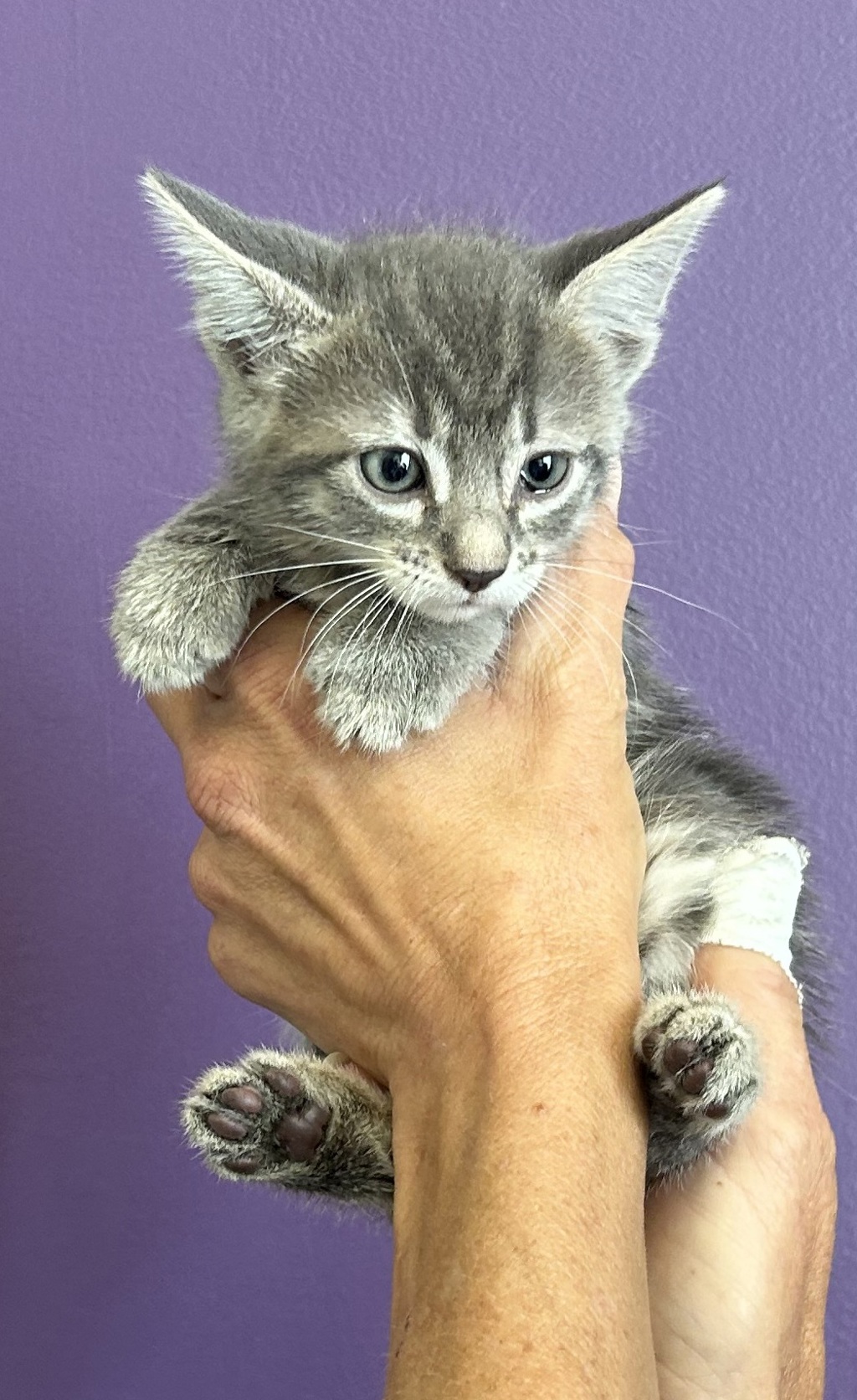 Shelter Stray Male Cat last seen Near S Navajo Street, SALT LAKE CITY, UT, 84104, 511 W 3900 S, Salt Lake City, UT 84123, USA