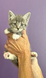 Shelter Stray Male Cat last seen Near S Navajo Street, SALT LAKE CITY, UT, 84104, 511 W 3900 S, Salt Lake City, UT 84123, USA