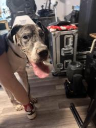 Found/Stray Male Dog last seen Pilot gas station, Braselton, GA 30517