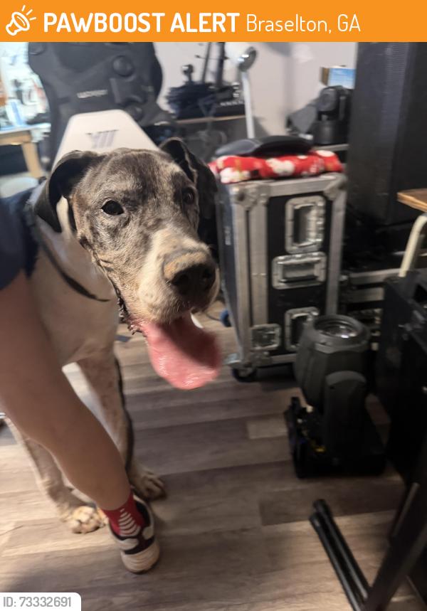 Found/Stray Male Dog last seen Pilot gas station, Braselton, GA 30517