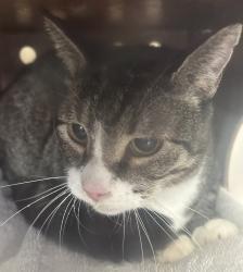 Shelter Stray Male Cat last seen Near S Patriot Drive, Magna Township, UT, 84044, 511 W 3900 S, Salt Lake City, UT 84123, USA