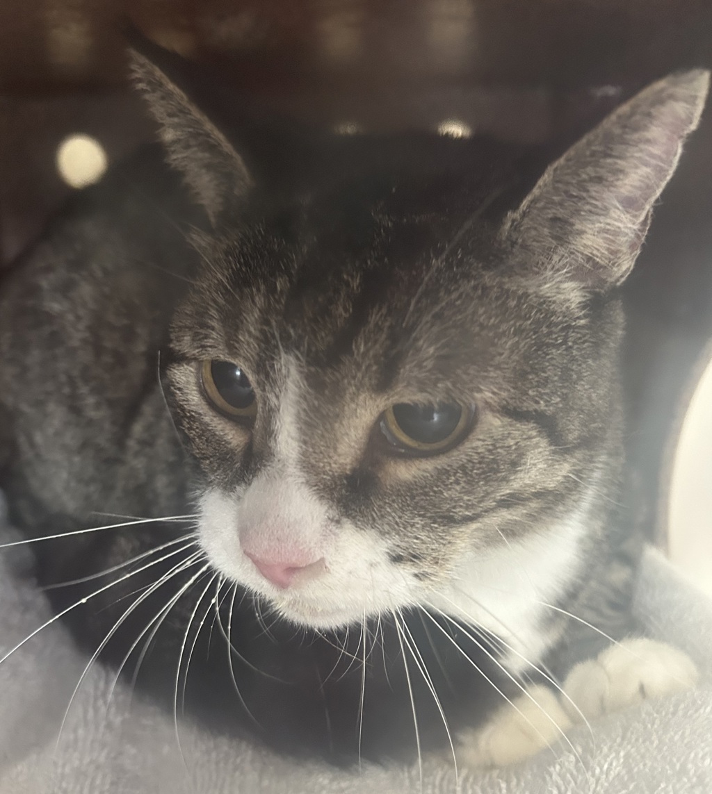 Shelter Stray Male Cat last seen Near S Patriot Drive, Magna Township, UT, 84044, 511 W 3900 S, Salt Lake City, UT 84123, USA