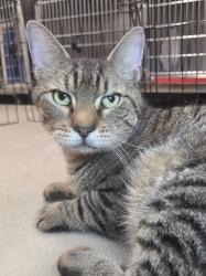Shelter Stray Male Cat last seen Near Gloria Avenue, LINTHICUM HEIGHTS, MD, 21090, 411 Maxwell Frye Rd, Millersville, MD 21108, USA