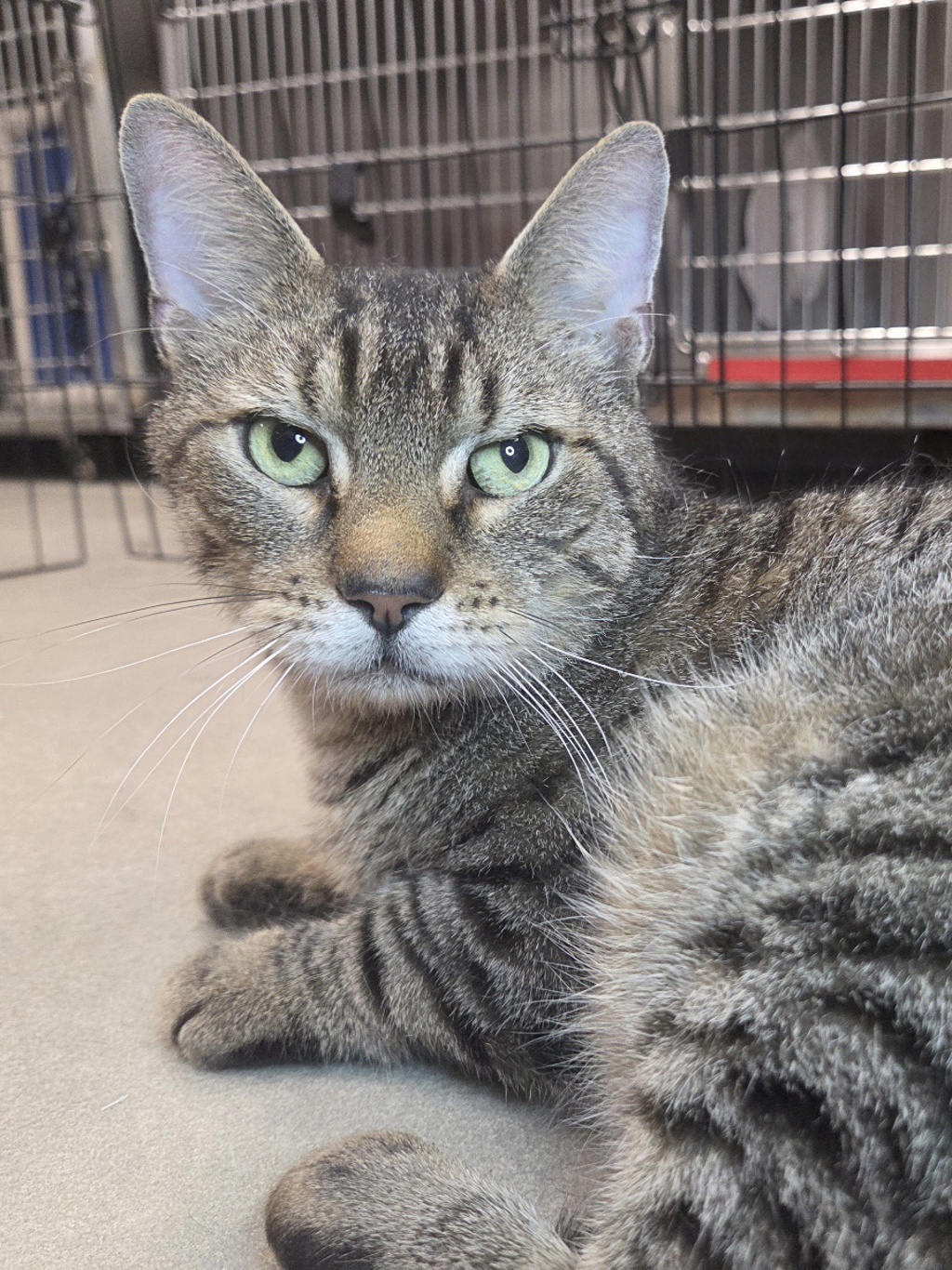 Shelter Stray Male Cat last seen Near Gloria Avenue, LINTHICUM HEIGHTS, MD, 21090, 411 Maxwell Frye Rd, Millersville, MD 21108, USA