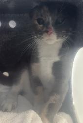 Shelter Stray Female Cat last seen Near S Navajo Street, SALT LAKE CITY, UT, 84104, 511 W 3900 S, Salt Lake City, UT 84123, USA