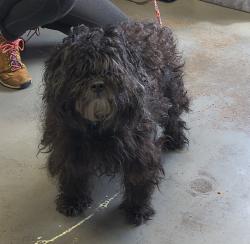 Shelter Stray Male Dog last seen Near Riverside Drive, SALT LAKE CITY, UT, 84104, 511 W 3900 S, Salt Lake City, UT 84123, USA