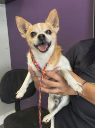 Shelter Stray Male Dog last seen Magna Township, UT, 84044, 511 W 3900 S, Salt Lake City, UT 84123, USA
