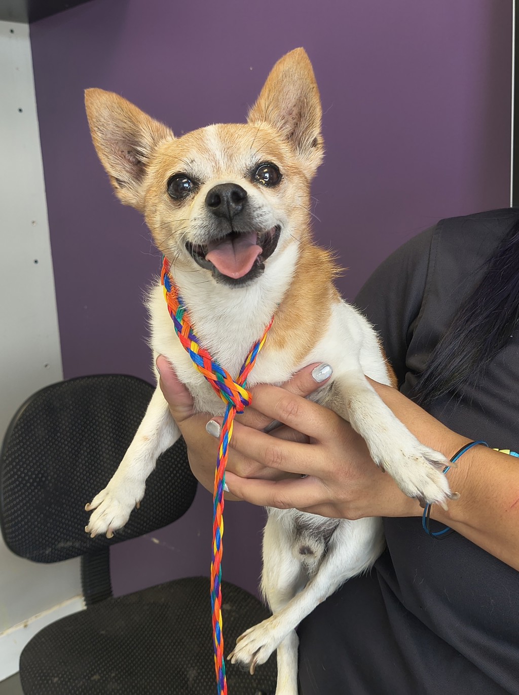 Shelter Stray Male Dog last seen Magna Township, UT, 84044, 511 W 3900 S, Salt Lake City, UT 84123, USA