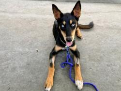 Shelter Stray Female Dog last seen Near S 900 W, SALT LAKE CITY, UT, 84104, 511 W 3900 S, Salt Lake City, UT 84123, USA