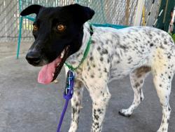 Shelter Stray Female Dog last seen Apt 12 K,556 E Green Meadow Way, MURRAY CITY, UT, 84107, 511 W 3900 S, Salt Lake City, UT 84123, USA