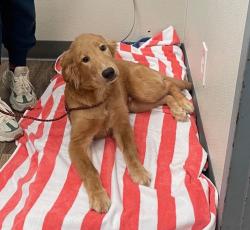 Shelter Stray Male Dog last seen Palm, San Diego, CA, 92154, 5500 Gaines St, San Diego, CA 92110, USA