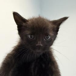 Shelter Stray Female Cat last seen Near Market Street, San Diego, CA, 92102, 5500 Gaines St, San Diego, CA 92110, USA