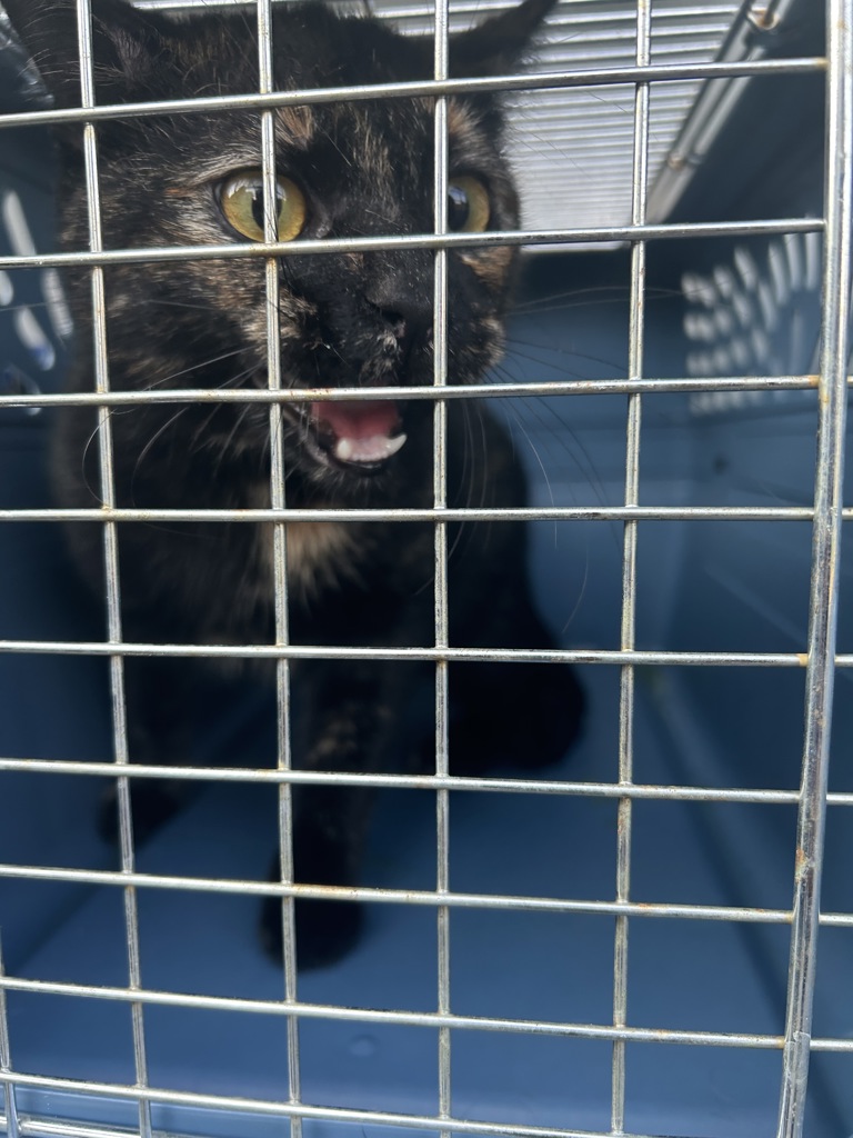 Shelter Stray Unknown Cat last seen Tierra Roja Drive, VIRGINIA BEACH, VA, 341 S Birdneck Rd, Virginia Beach, VA 23451, USA
