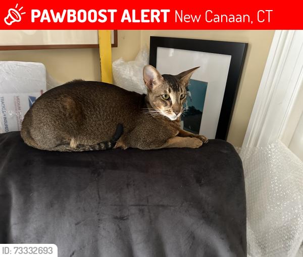 Lost Male Cat last seen Main Street, New Canaan, CT 06840