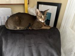 Lost Male Cat last seen Main Street, New Canaan, CT 06840