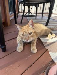 Found/Stray Unknown Cat last seen 95th Street, north of Meredith, Urbandale, IA 50322
