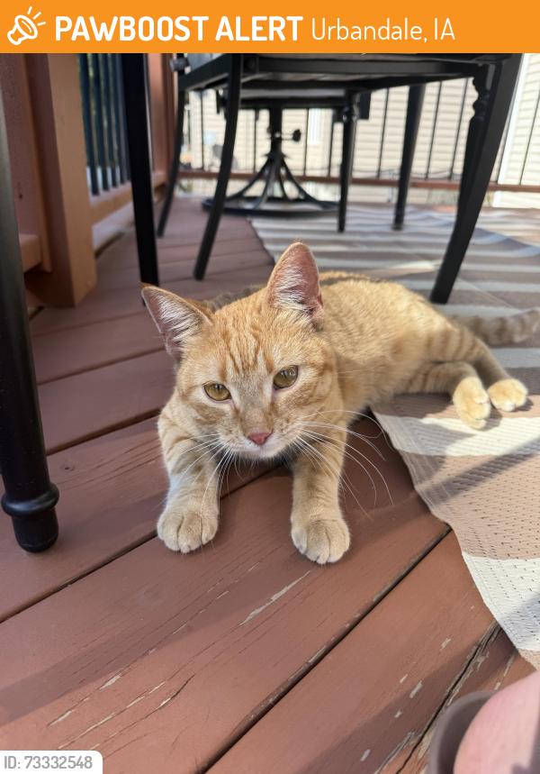 Found/Stray Unknown Cat last seen 95th Street, north of Meredith, Urbandale, IA 50322