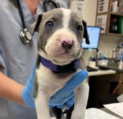 Shelter Stray Male Dog last seen Portland State University, OR, 1700 W Historic Columbia River Hwy, Troutdale, OR 97060, USA