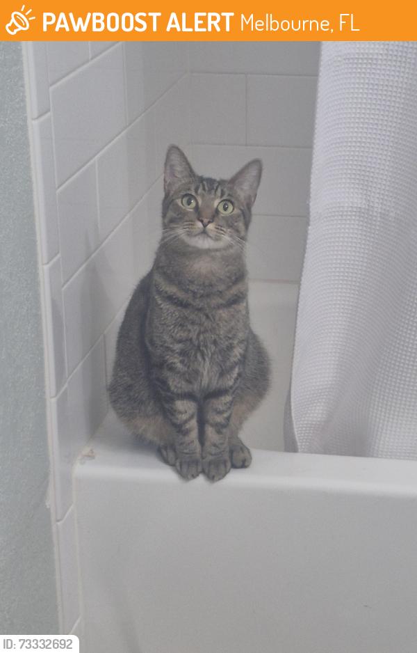 Found/Stray Female Cat last seen Garfield Ave, Melbourne, FL 32935