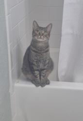 Found/Stray Female Cat last seen Garfield Ave, Melbourne, FL 32935