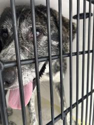 Shelter Stray Male Dog last seen South Moody Ave/ S Lowell, OR, 1700 W Historic Columbia River Hwy, Troutdale, OR 97060, USA