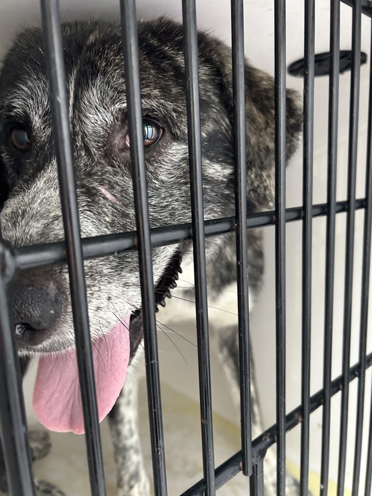 Shelter Stray Male Dog last seen South Moody Ave/ S Lowell, OR, 1700 W Historic Columbia River Hwy, Troutdale, OR 97060, USA